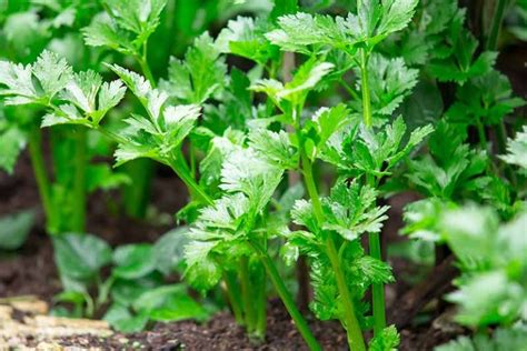 How To Grow Celery Gardeners Path