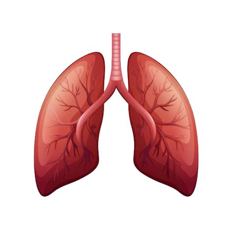 Animated Lungs Free PNG Image PNG Arts