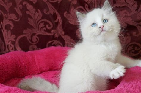 Blue Mitted With Blaze Ragdoll Male Ragdoll Kittens For Sale