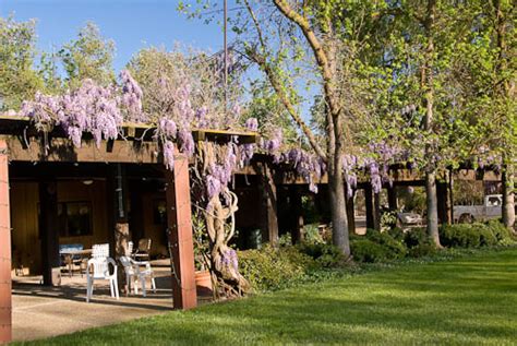 Variety or cultivar 'texas purple' _ 'texas purple' is a vigorous. Displaying items by tag: wisteria
