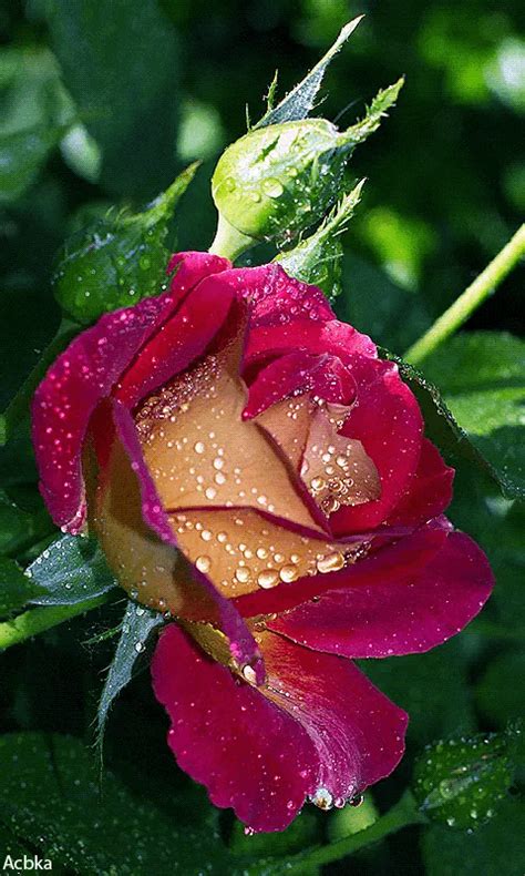 Rose Flower Photos Love  Dark Pink Roses Pictures Photos And