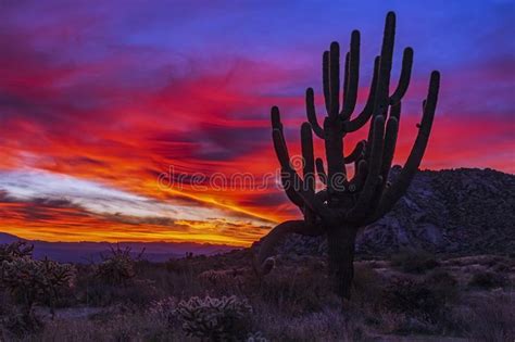 Vibrant Arizona Desert Sunrise Landscape With Cactus Stock Image