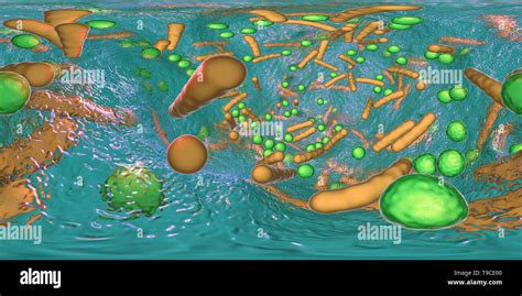 Bacteria In A Biofilm Illustration Stock Photo Alamy