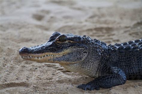 5 Fascinating Facts About Baby Alligators Cajun Encounters Tour
