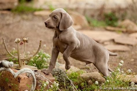 Gorgeous Baby Freeharts Weimaraners In Southern California