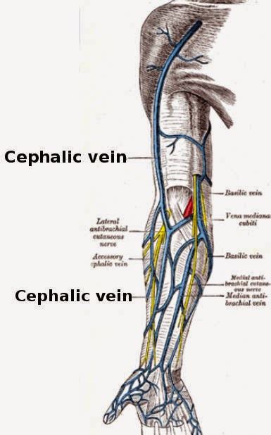 Cephalic Vein