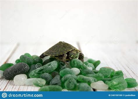Domestic Aquatic Green Slider Turtle Sleeps On Green Pieces Of Glass