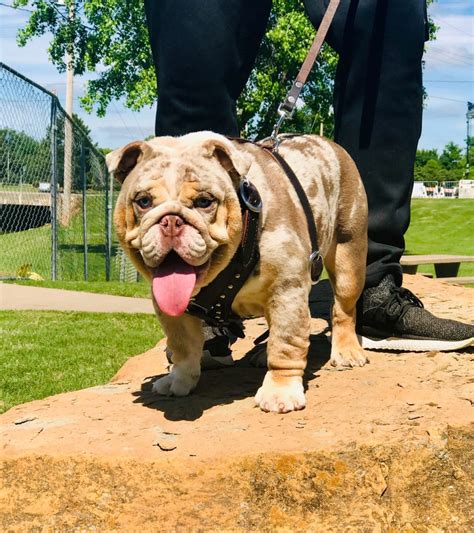 Adult Bulldogs Planet Merle English Bulldogs Home Of The Fully