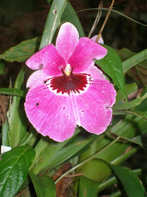 Ecuador Joannan silmin - Ecuador in my eyes: Amazing Amazon Rainforest