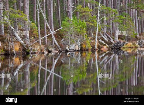 Forest Picturesquely Reflected In Loch Mallachie United Kingdom