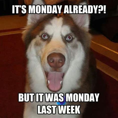 Monday Already Funny Monday Memes Monday Humor Funny Dog Memes Funny