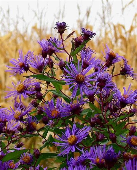 Maybe you would like to learn more about one of these? purple flowers in hay field | Purple flowers, Flowers ...