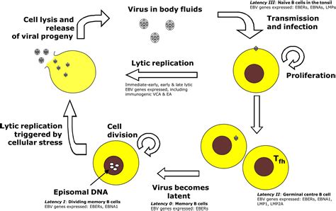 Epstein Barr Virus Life Cycle