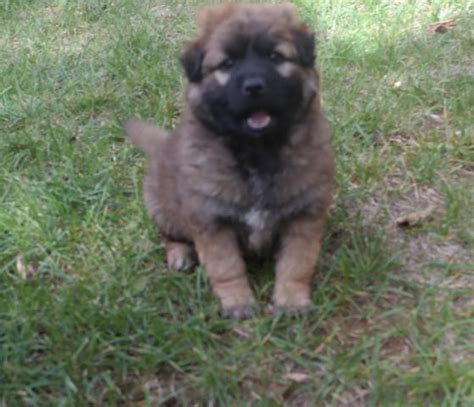 If german shepherd puppies are given the opportunity to form bad habits it will be harder to break them as they get older. Chow Shepherd puppies for Sale in Tacoma, Washington Classified | AmericanListed.com