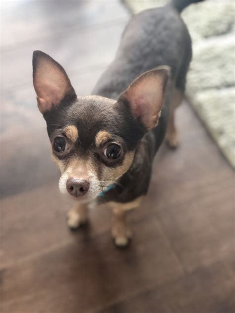 He also has a personal instagram account now. Cabo - Lost Male Dog - Brown and Tan Chihuahua - London ...