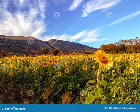 Sunflower Field On A Mountain Background Stock Photo Image Of