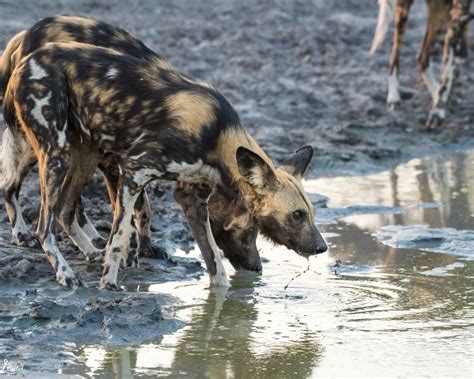 East African Wild Dog Facts Diet Habitat And Pictures On Animaliabio