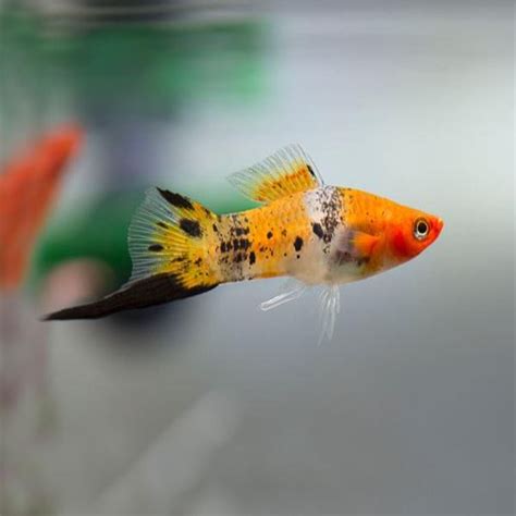 Tricolor Swordtail Glass Oceans