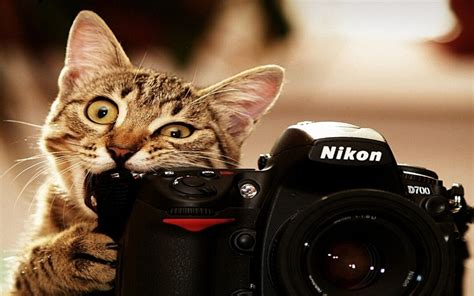 Funny Cat Wallpapers On Wallpaperdog