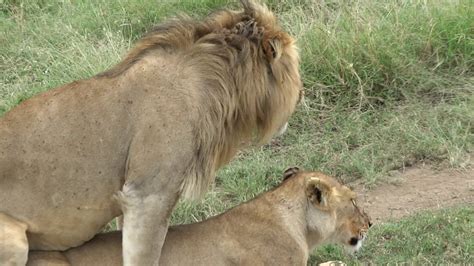 Tanzania Serengeti Namiri Lions mating - YouTube