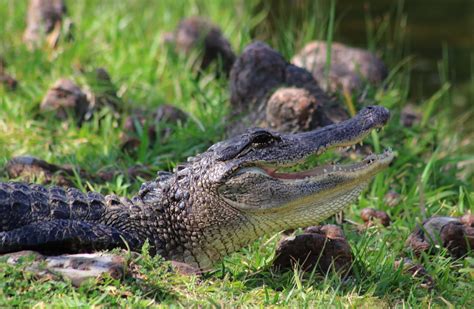American Alligator Alligator Mississippiensis Im2fast4u2c Flickr