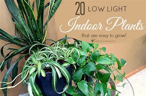 Low Light Indoor Plant List 20 Houseplants That Are Easy