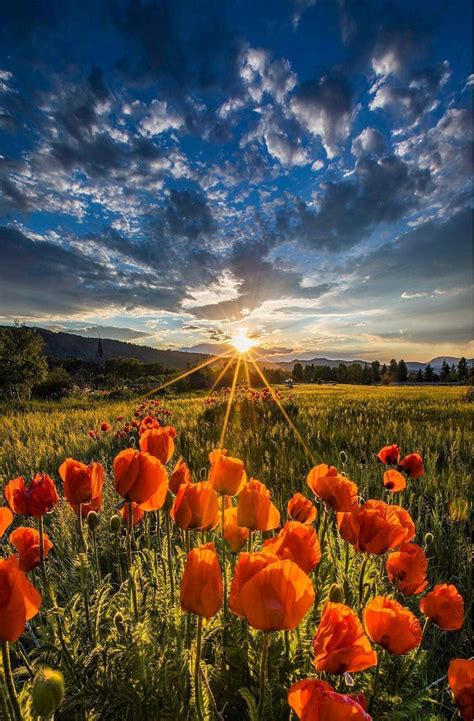 Free Images Flower Cloud Sky Ecoregion Natural Landscape Petal