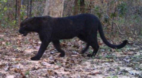Black Panther Spotted At Achanakmar Tiger Reserve In Chhattisgarh
