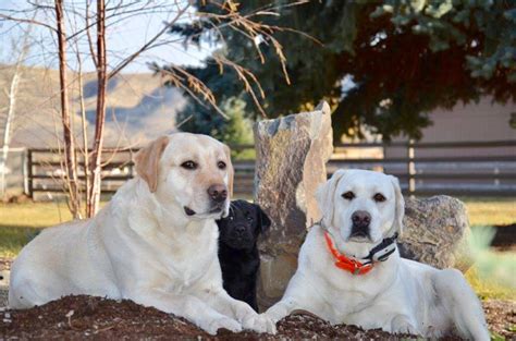 Top quality labrador dogs, fully tested labradors, akc and hrc labrador retriever puppies. Carver Labradors of Washington - Labrador, puppies ...