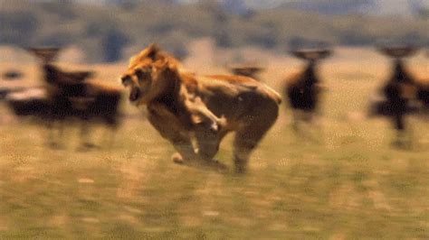 Fast Lion Running  Uinona S