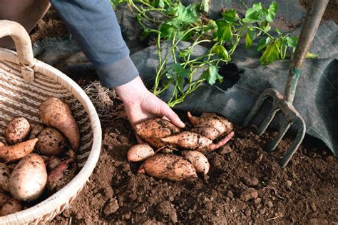 Growing Sweet Potato Plants Suttons Gardening Grow How