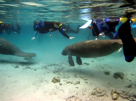 Crystal River Florida Swimming With The Manatee Florida Places Ive