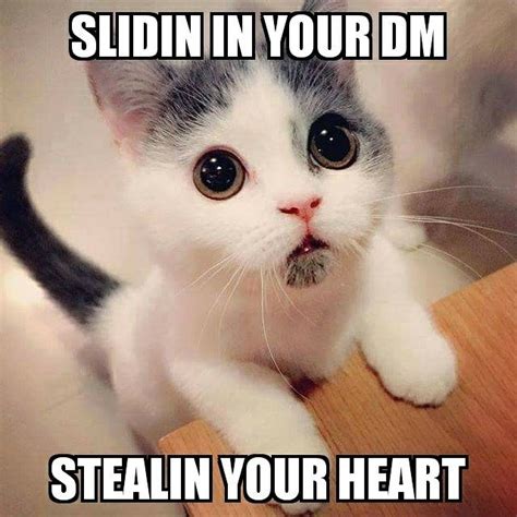 A Kitten So Cute Cat Memes Mr Steal Your Girl Take It All I Give You
