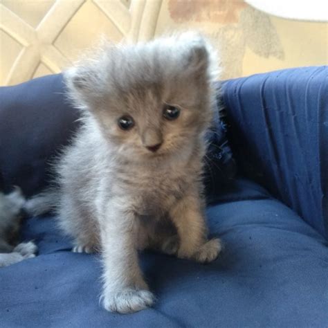 We are a small siberian kitten home breeder consisting of tica registered top quality siberians, raising one litter at a time, underfoot, with lots of love and attention. FOR SALE! SIBERIAN FOREST CAT 8K, Pets Supplies, Pet Food ...