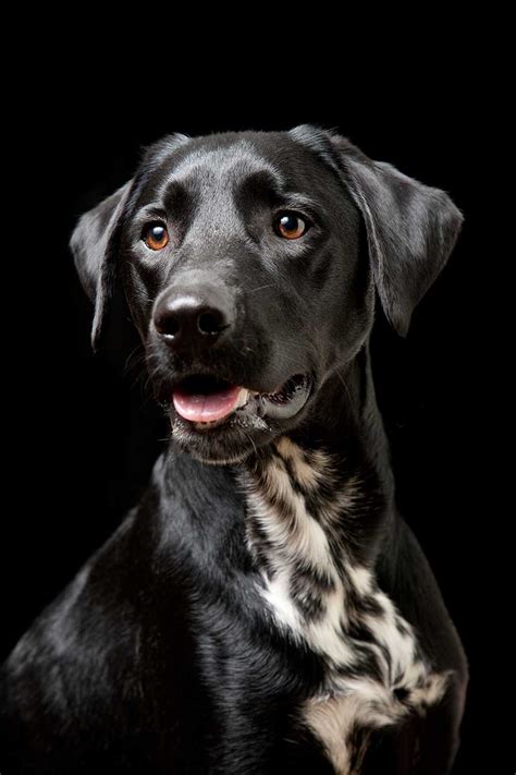 Hybrid dogs puppy mix basset hound mix popular dog breeds dalmatian mix cute animals corgi mix mixed breed dogs puppies. Dalmador Dog Breed » Odd Facts & In-Depth Breed Info