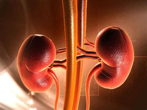 Blood clots in urine is an indication of a more delicate condition concerning the organs that are involved in the formation of urine. Blood Clots In Urine? Read This!! - Boldsky.com