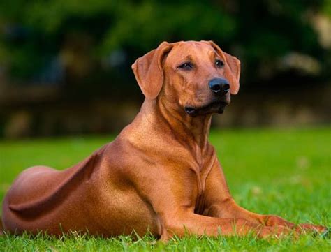 Rhodesian Ridgeback Puppies Tips Dogs And Puppies Pet Dogs Dog Cat