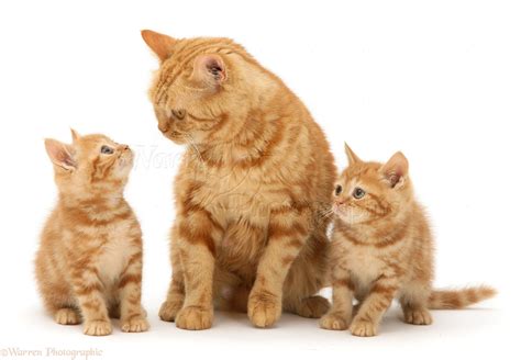 Red Tabby British Shorthair Mother Cat And Kittens Photo Wp11781