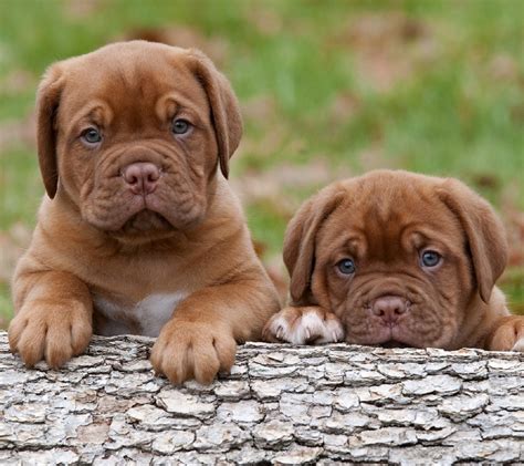 Are you tired of boring screensavers that plague the monitors all over the world. Free Cute Puppies Wallpaper Background for Mobiles ...
