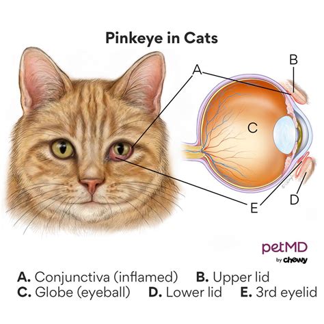 Conjunctivitis In Cats Cat Pink Eye Petmd