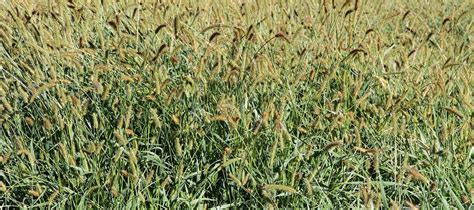 Yellow Bristle Grass Environment Canterbury