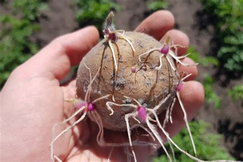 How To Plant Potato Roots Gardening Dream