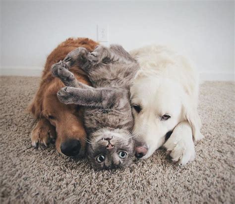 These Two Dogs And A Cat Are Best Friends And Love Doing