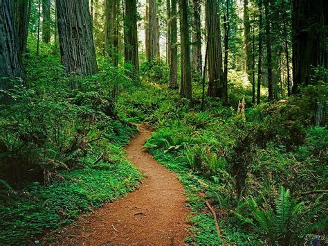 Path In The Woods Forest Calm Grass Relax Trail Nature Bonito