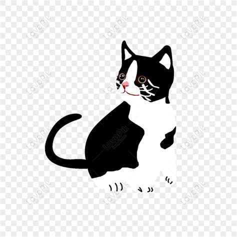 Foto Kucing Hitam Putih - 46+ Koleksi Gambar