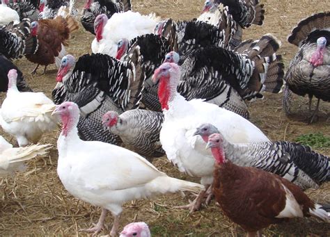 Commercial poultry farming scenario in north east india covering layer (egg), broiler. How To Start Commercial Turkey Farming With Ksh10,000 Seed ...