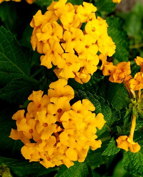 Lantana Yellow Guyana Garden