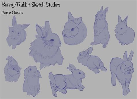 Artstation Animal Sketch Study Bunnies