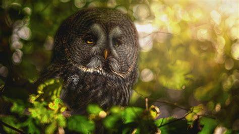 1920x1080 1920x1080 Nature Trees Branch Leaves Animals Owl Sitting