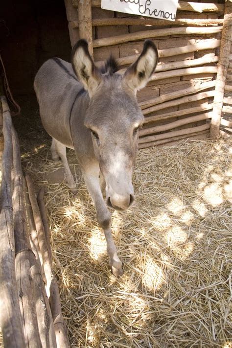 Donkey In Stable Stock Photo Image Of Stable Little 3593588